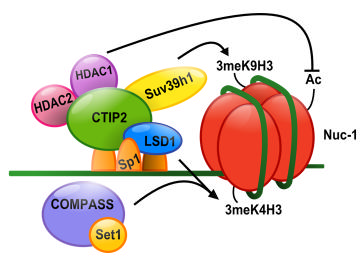 HIV2