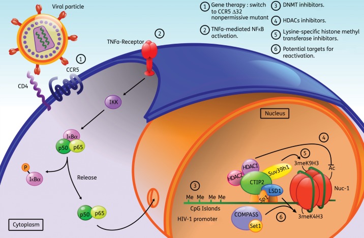 HIV3