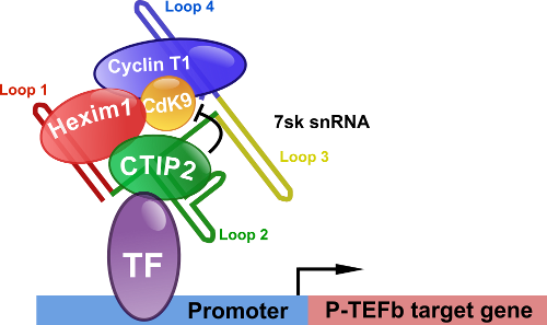 HIV4